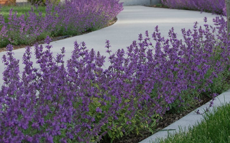  Little Trudy Catmint - 5 Pack Of Quart Pots