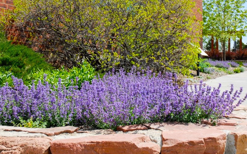  Little Trudy Catmint - 5 Pack Of Quart Pots