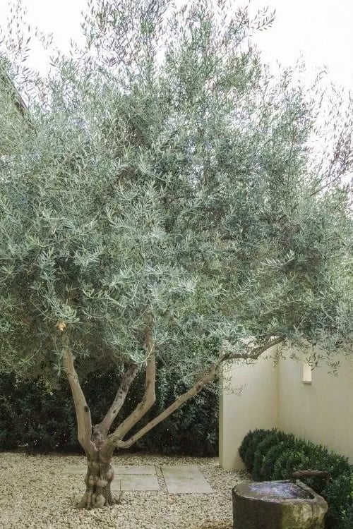  Arbequina Olive Tree - 2 Gallon Pot