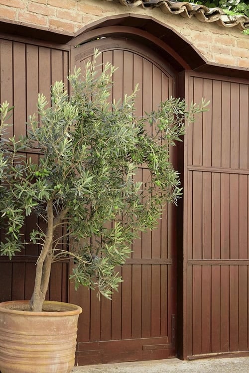  Arbequina Olive Tree - 2 Gallon Pot