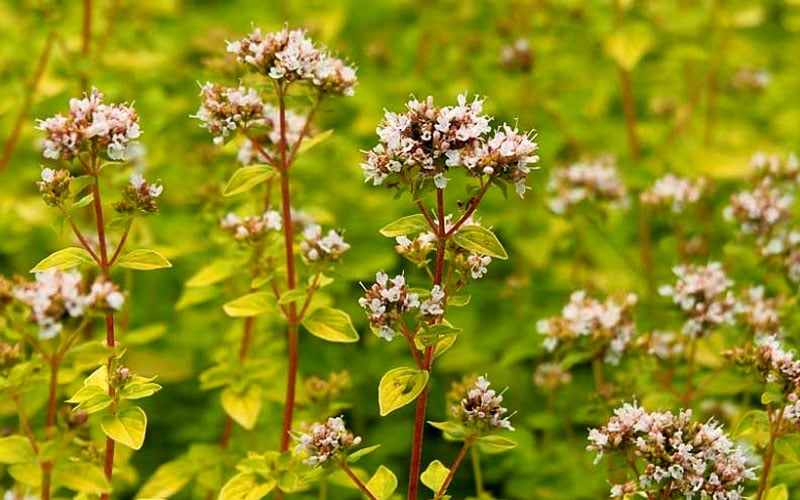  Golden Oregano - 5 Pack Of Pint Pots