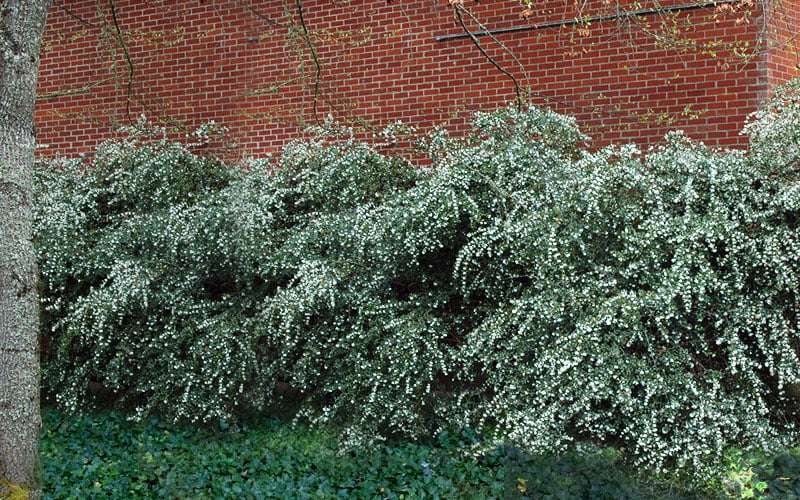  Delavay Tea Olive (Osmanthus Delavayi) - 3 Gallon Pot