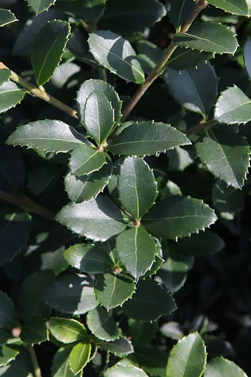  Delavay Tea Olive (Osmanthus Delavayi) - 2 Gallon Pot