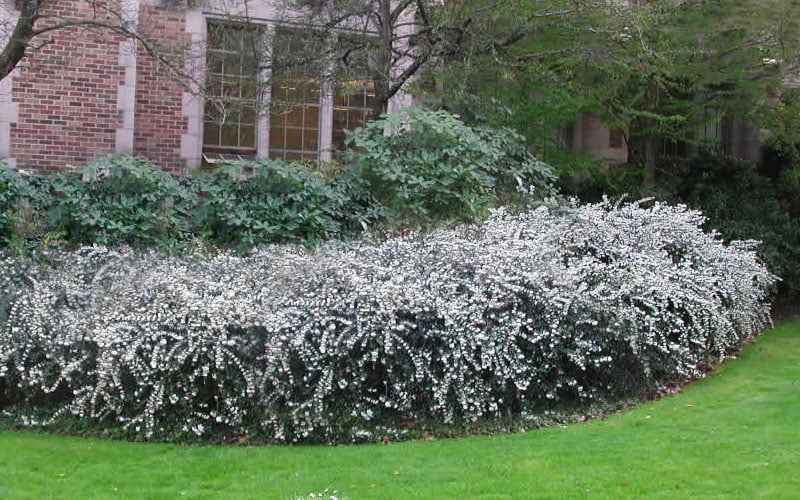  Delavay Tea Olive (Osmanthus Delavayi) - 2 Gallon Pot