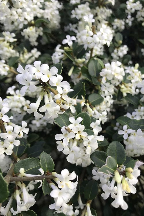  Delavay Tea Olive (Osmanthus Delavayi) - 2 Gallon Pot