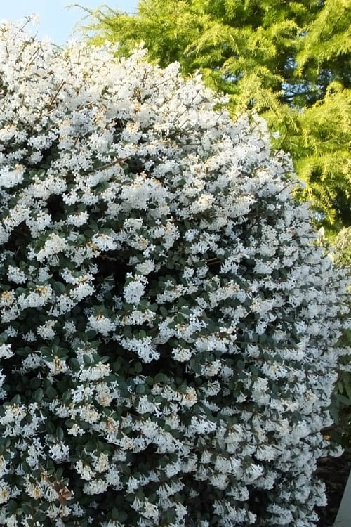  Delavay Tea Olive (Osmanthus Delavayi) - 2 Gallon Pot