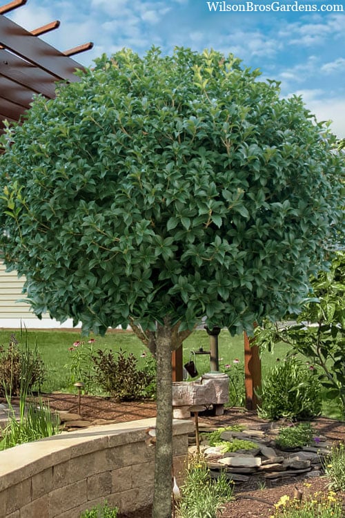  Fruitland's Fortune Tea Olive Single Trunk Tree - 7 Gallon Pot (4-5')
