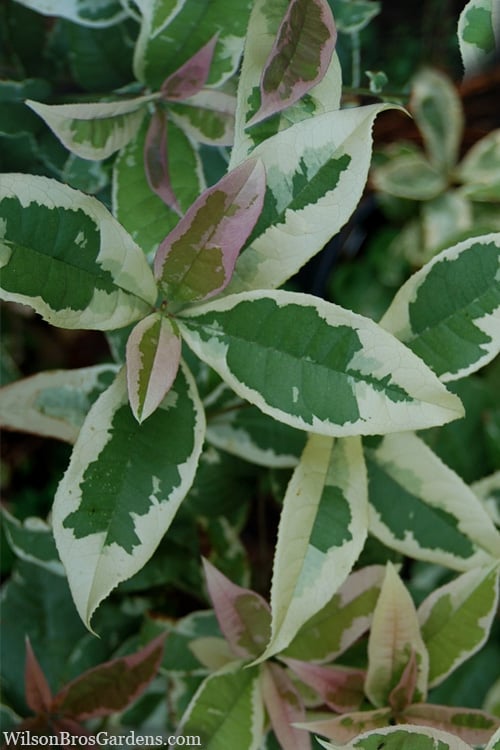  Pink Flush Variegated Tea Olive (Osmanthus Fragrans 'Yinbi Shuanghui') - 1 Gallon Pot