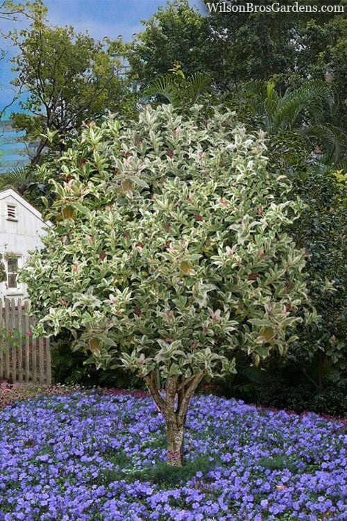  Pink Flush Variegated Tea Olive (Osmanthus Fragrans 'Yinbi Shuanghui') - 1 Gallon Pot