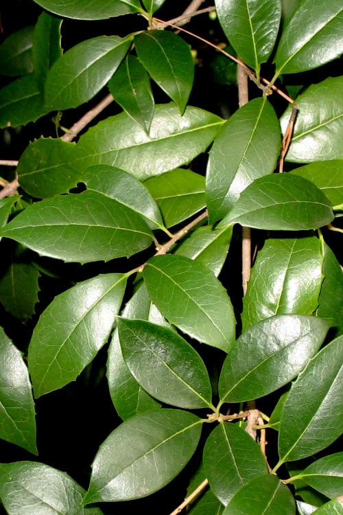  Fruitland's Fortune Tea Olive Single Trunk Tree - 7 Gallon Pot (4-5')