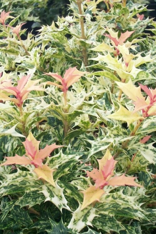  Goshiki Osmanthus (Variegated False Holly) - 5 Gallon Pot