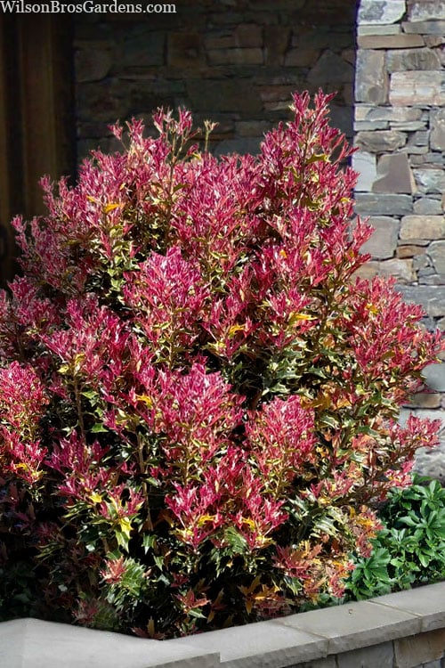  Party Lights Pink Flush Tea Olive - Osmanthus Heterophyllus - 6 Pack Of 1 Gallon Pots