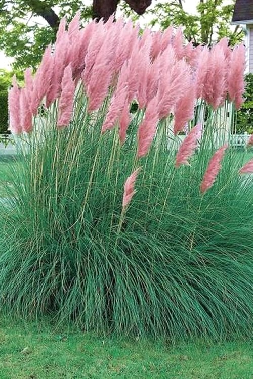  Pink Pampas Grass - 1 Gallon Pot