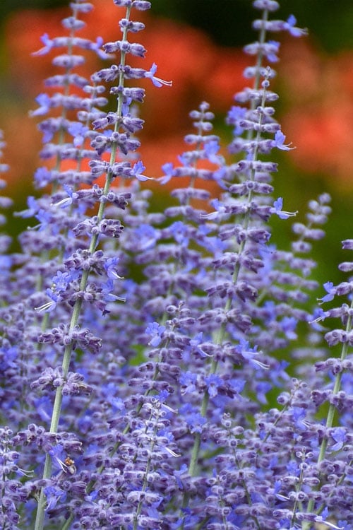  Denim N' Lace Russian Sage (Perovskia) - 1 Gallon Pot