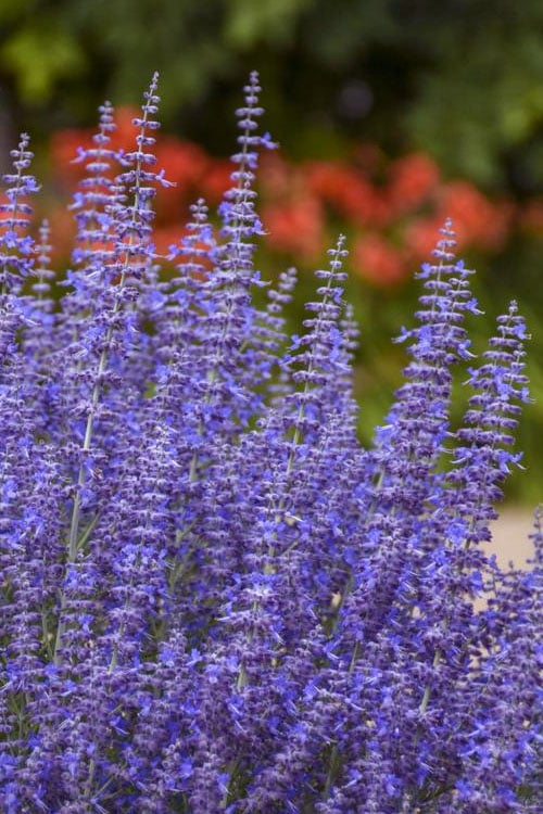  Denim N' Lace Russian Sage (Perovskia) - 1 Gallon Pot