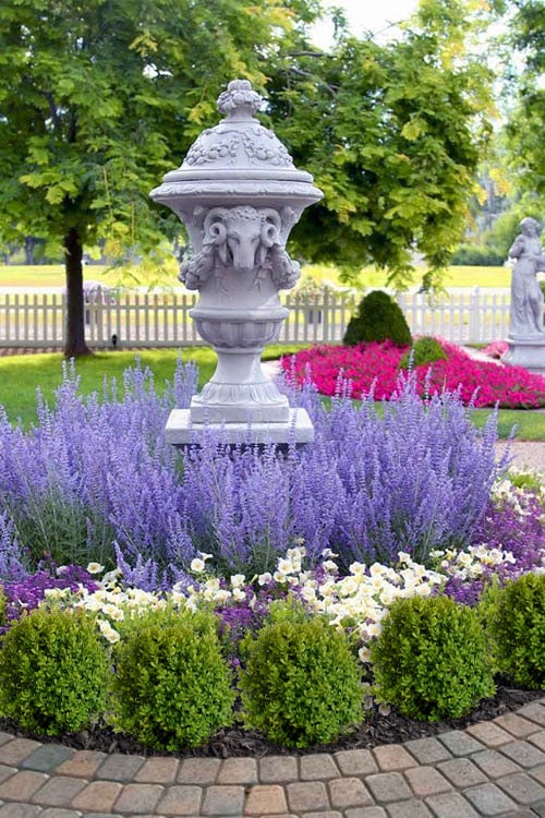  Denim N' Lace Russian Sage (Perovskia) - 1 Gallon Pot
