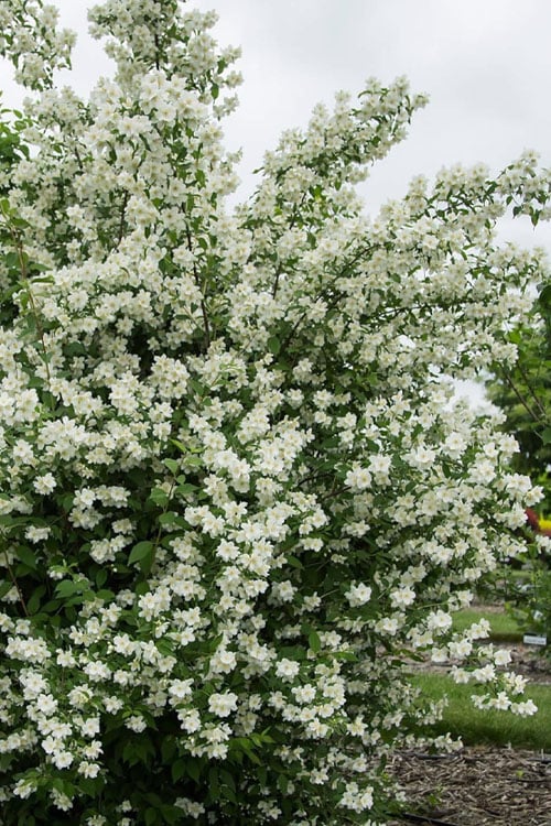  Blizzard Mock Orange (Philadelphus) - 5 Gallon Pot