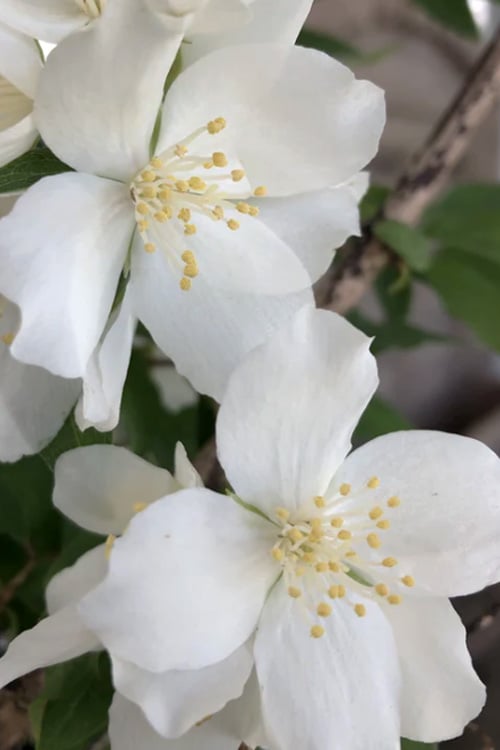  Blizzard Mock Orange (Philadelphus) - 5 Gallon Pot