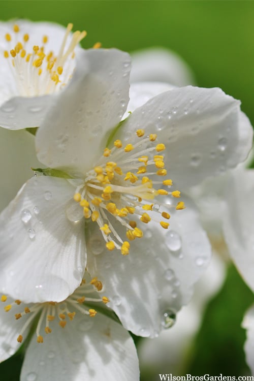  Blizzard Mock Orange (Philadelphus) - 5 Gallon Pot