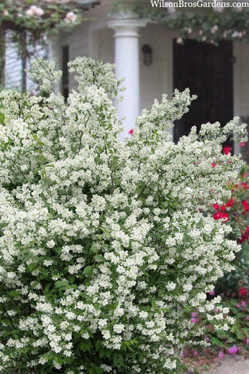  Blizzard Mock Orange (Philadelphus) - 5 Gallon Pot