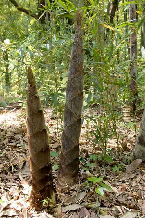  Moso Giant Bamboo (Phyllostachys Edulis 'Moso') - 3 Gallon Pot (2-4')