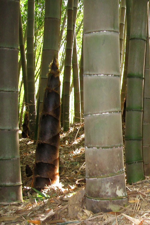  Moso Giant Bamboo (Phyllostachys Edulis 'Moso') - 3 Gallon Pot (2-4')