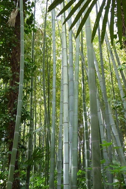  Moso Giant Bamboo (Phyllostachys Edulis 'Moso') - 3 Gallon Pot (2-4')