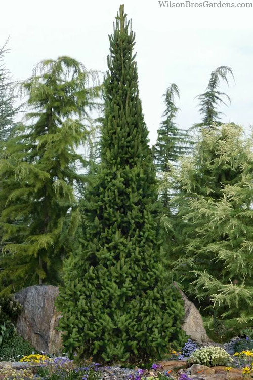  Cupressina Columnar Norway Spruce (Picea Abies) - 3 Gallon Pot