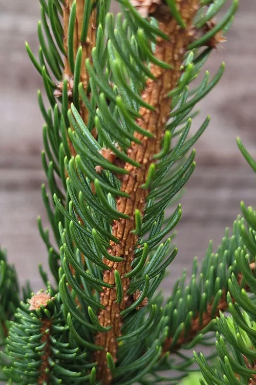  Cupressina Columnar Norway Spruce (Picea Abies) - 3 Gallon Pot