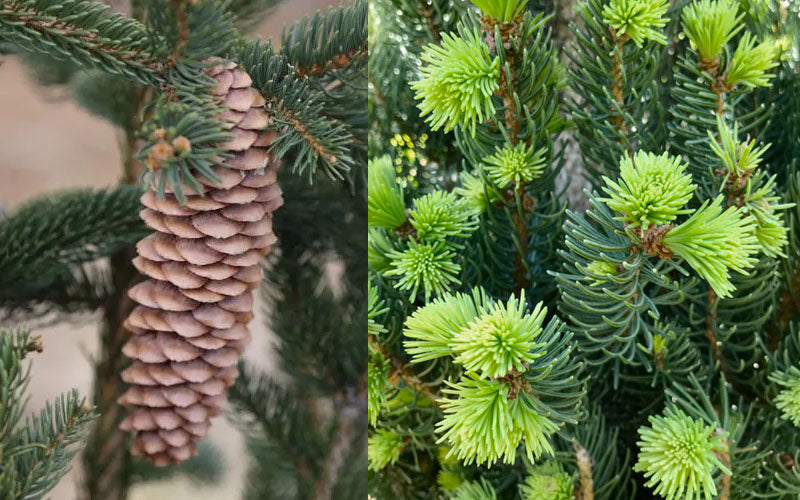  Cupressina Columnar Norway Spruce (Picea Abies) - 3 Gallon Pot