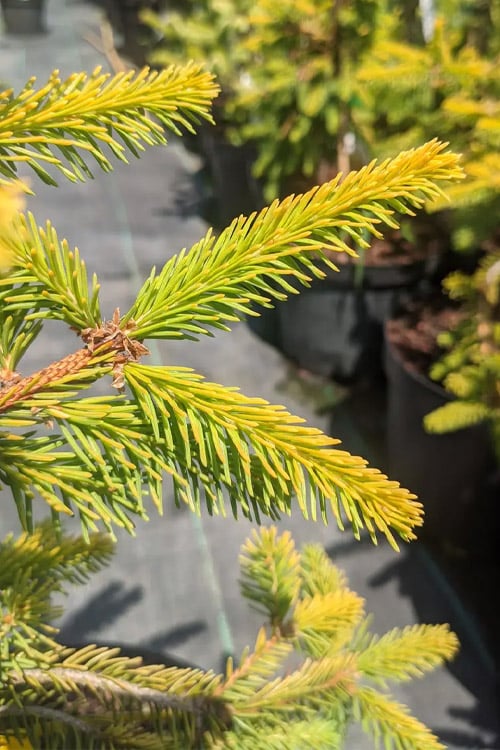  Gold Drift Weeping Norway Spruce (Picea Abies) - 6 Gallon Pot