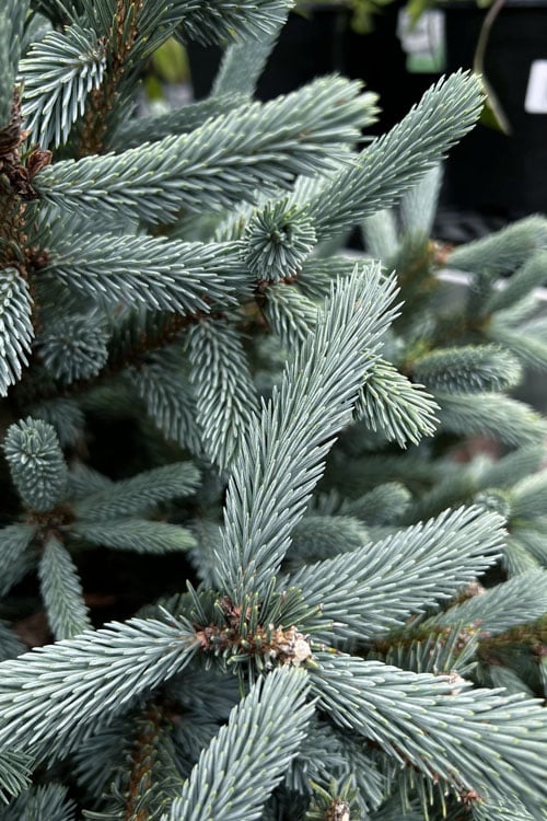  Paul's Select Blue Norway Spruce (Picea Abies) - 2 Gallon Pot