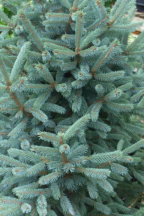  Paul's Select Blue Norway Spruce (Picea Abies) - 2 Gallon Pot