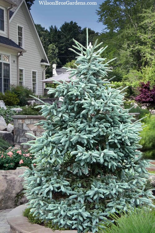  Paul's Select Blue Norway Spruce (Picea Abies) - 2 Gallon Pot