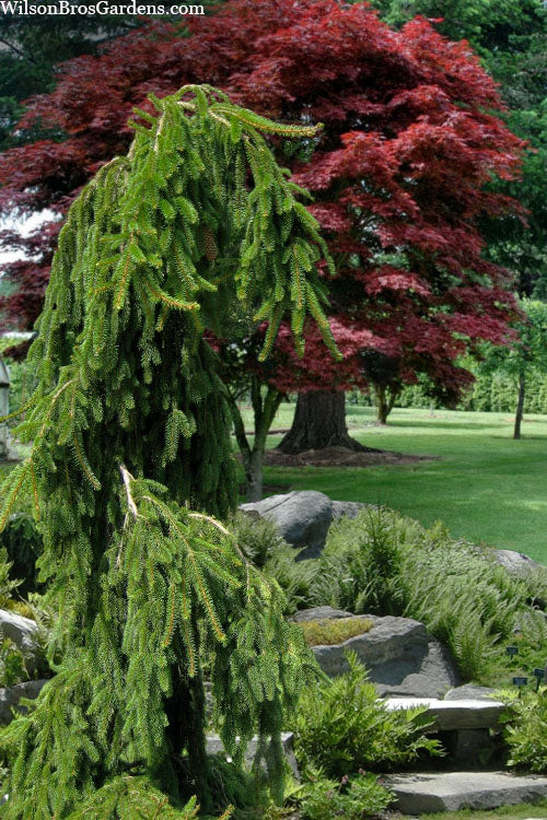  Weeping Norway Spruce (Picea Abies 'Pendula') - 2 Gallon Pot