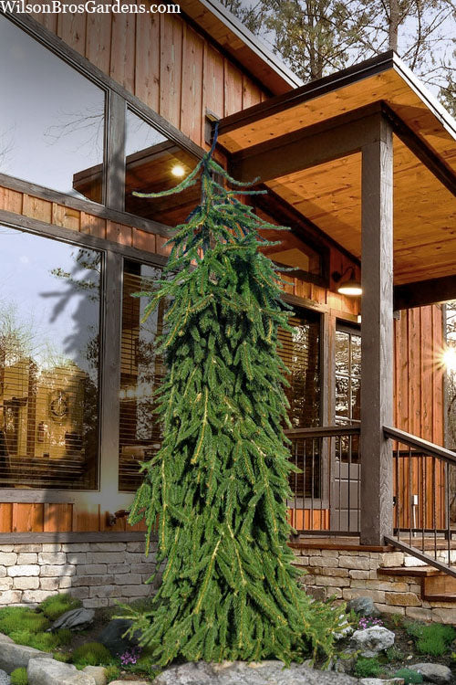  Weeping Norway Spruce (Picea Abies 'Pendula') - 2 Gallon Pot