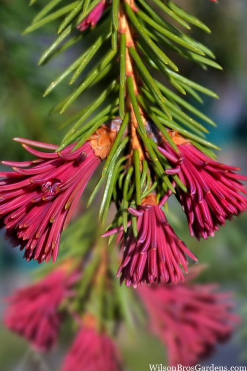 Red Tipped Norway Spruce (Picea Abies 'Rubra Spicata') - 6 Gallon Pot