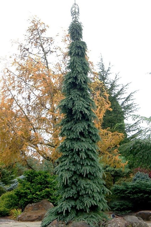  Weeping White Spruce (Picea Glauca 'Pendula') - 5 Gallon Pot