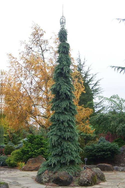  Weeping White Spruce (Picea Glauca 'Pendula') - 5 Gallon Pot