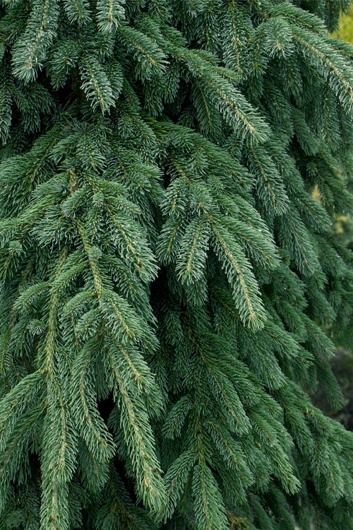  Weeping White Spruce (Picea Glauca 'Pendula') - 5 Gallon Pot