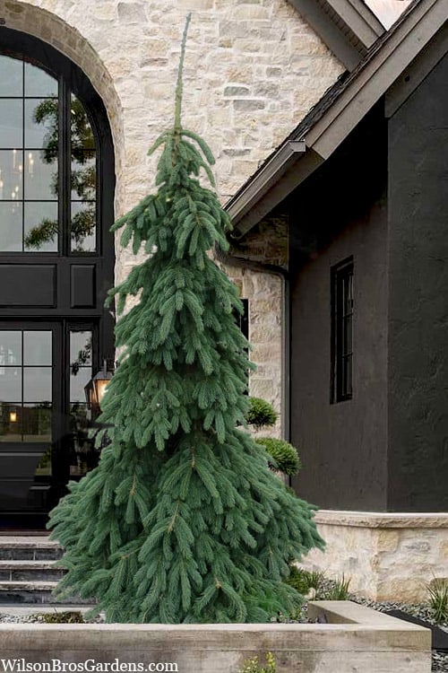  Weeping White Spruce (Picea Glauca 'Pendula') - 5 Gallon Pot
