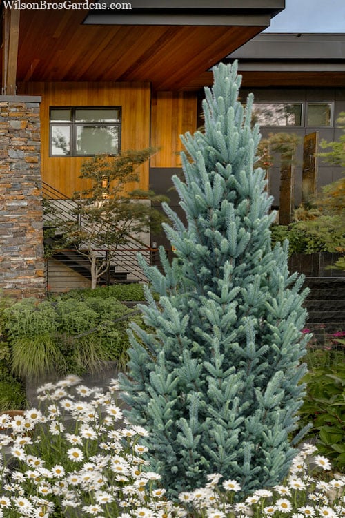  Columnar Colorado Blue Spruce (Picea Pungens 'Fastigiata') - 1 Gallon Pot 