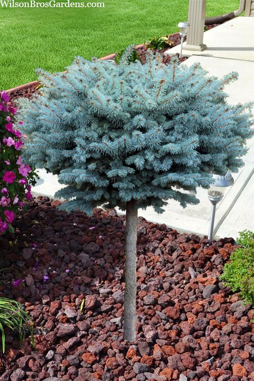  Dwarf Globe Blue Spruce Topiary Tree (Picea Pungens 'Globosa') - 5 Gallon Pot
