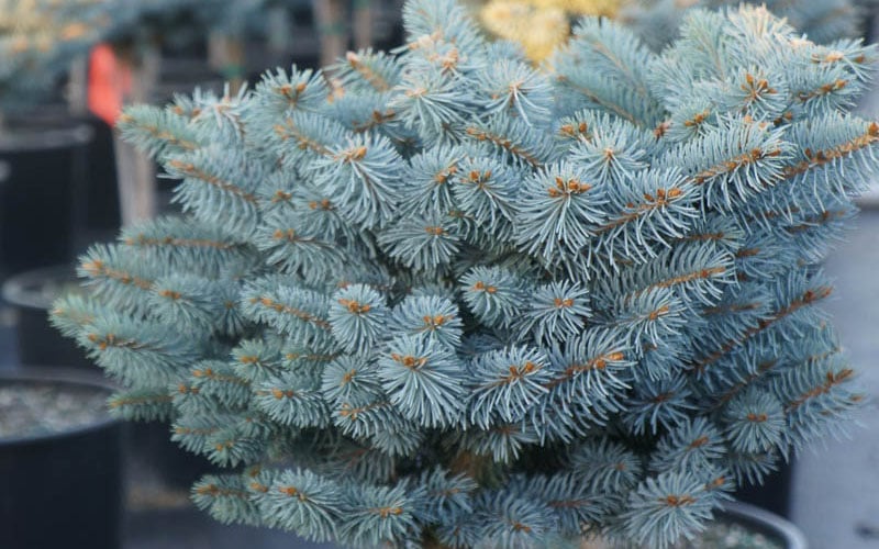 Dwarf Globe Blue Spruce Topiary Tree (Picea Pungens 'Globosa') - 5 Gallon Pot