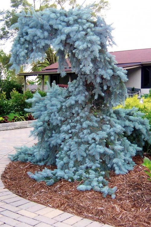  The Blues Colorado Spruce (Picea Pungens) - 6 Gallon Pot (4-5')