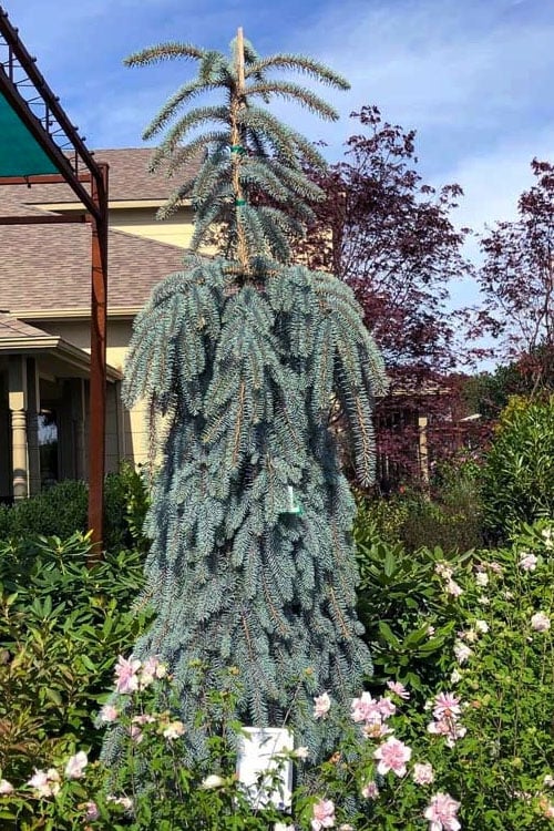  The Blues Colorado Spruce (Picea Pungens) - 6 Gallon Pot (4-5')