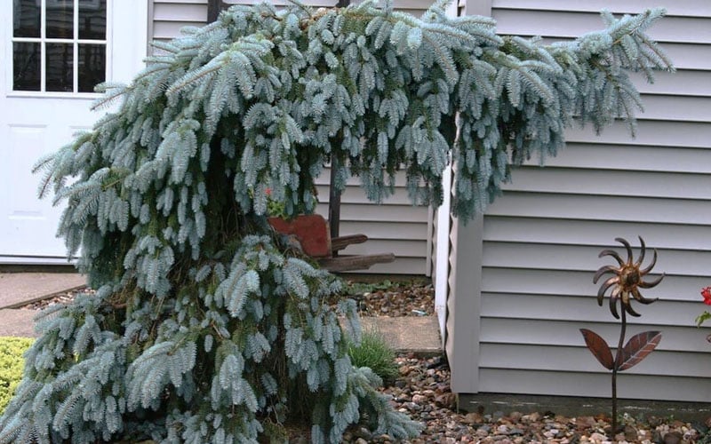  The Blues Colorado Spruce (Picea Pungens) - 6 Gallon Pot (4-5')
