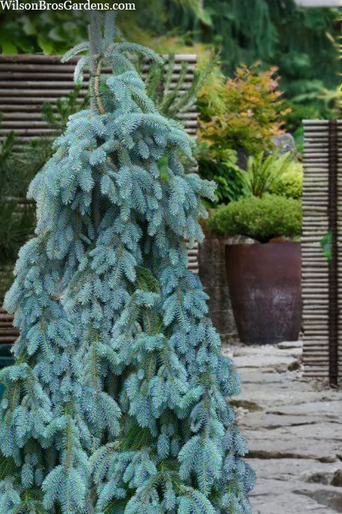  The Blues Colorado Spruce (Picea Pungens) - 6 Gallon Pot (4-5')