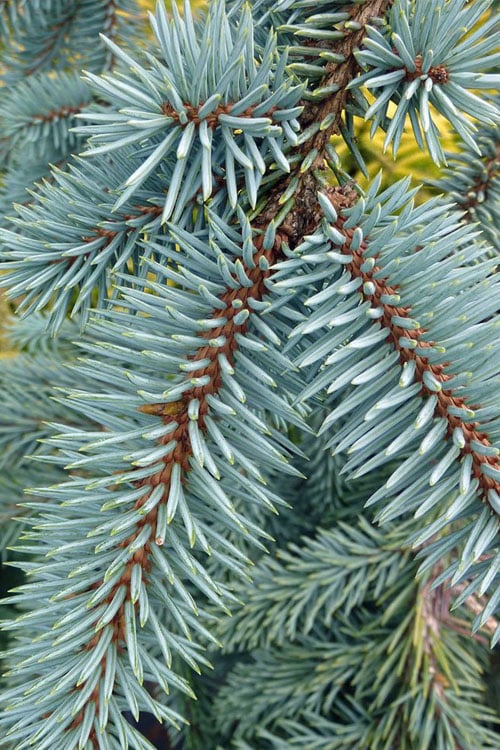  The Blues Colorado Spruce (Picea Pungens) - 6 Gallon Pot (4-5')