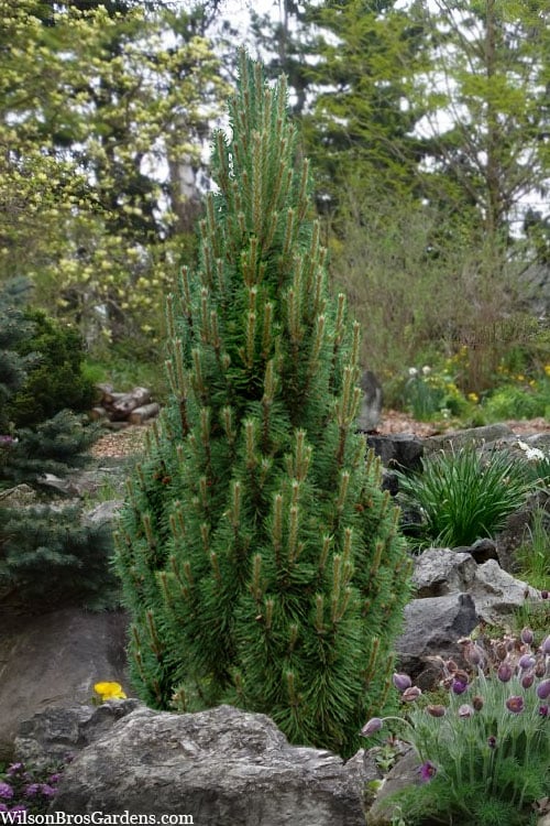 Frank's Columnar Austrian Black Pine (Pinus Nigra) - 6 Gallon Pot